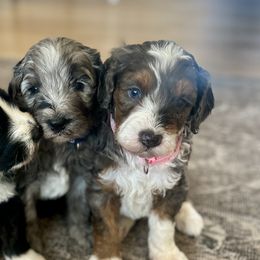 Bernedoodle puppies from Oodles of Bernedoodles