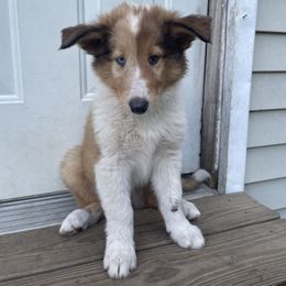 Kristoff - Sable merle male Collie puppy in Brushton, New York from Clark's Collies