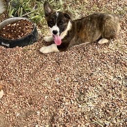 Pembroke Welsh Corgi Puppies from Osorio’s Corgis