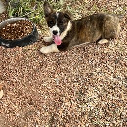 Pembroke Welsh Corgi Puppies from Osorio’s Corgis
