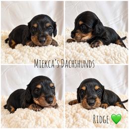 Ridge - Black and tan male Dachshund puppy in Orem, Utah from Miekca’s Dachshunds
