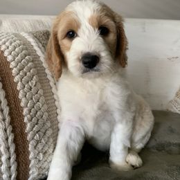 Goldendoodle Puppies from Edge Farm Goldendoodles