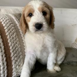 Goldendoodle Puppies from Edge Farm Goldendoodles