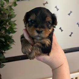 Slim - Black and tan male Yorkshire Terrier puppy in Beavercreek, Ohio from The Yorkie Den, LLC