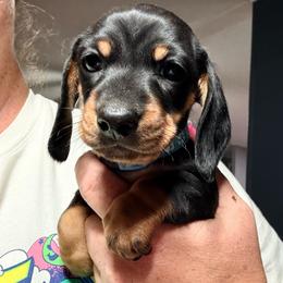 Boy 3 - Black and tan male Dachshund puppy in Pierson, Florida from Michelle’s Mini Dachshunds