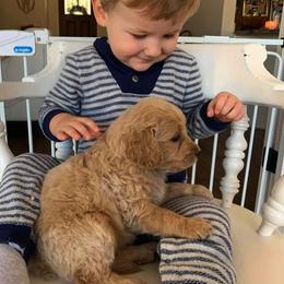 Goldendoodle Puppies from Gardenia Goldens and Goldendoodles