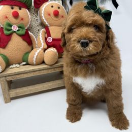 Pink - Red  female Goldendoodle puppy in Krum, Texas from Heartfelt GoldenDoodles
