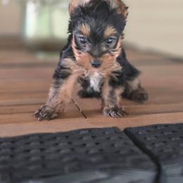 Boy 1 - Black and gold male Yorkshire Terrier puppy in Old Fort, North Carolina from Tiffany’s Colorful Yorkies