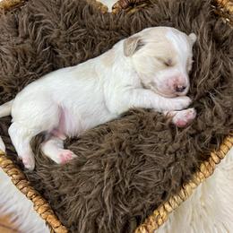 Timmy Tooter Bug English Teddybear - Parti male Goldendoodle puppy in Grove, Oklahoma from Guinn Family Farms
