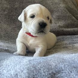 Hudson - Light golden male Golden Retriever puppy in North Highlands, California from The Purrfectpups