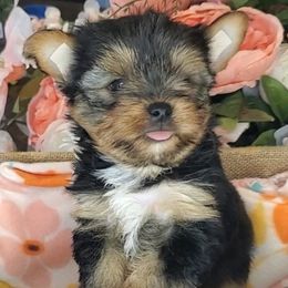 Yorkshire Terrier Puppies from Scott And Tammy's Lil Yorkies