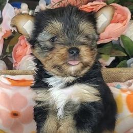 Yorkshire Terrier Puppies from Scott And Tammy's Lil Yorkies