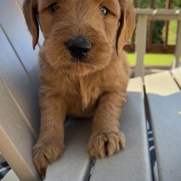 Goldendoodle Puppies from Doodifuldoods