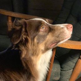 Arrow - Australian Shepherd