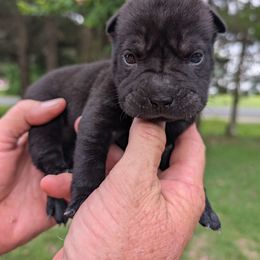 Girl 2 - Black female Chinese Shar-Pei puppy in Autryville, North Carolina from T&D'S Razen Wrinkles Shar-pei