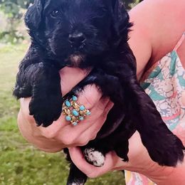 Poodle Puppies from Kindred Companions Toy Doodles