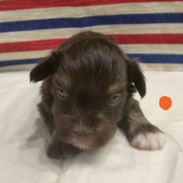 Shepherd - Liver male Miniature Schnauzer puppy in Sandy, Utah from Phantom Mage Schnauzers