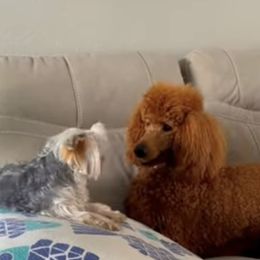 Poodle and Yorkshire Terrier Puppies from Yudy