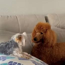 Poodle and Yorkshire Terrier Puppies from Yudy