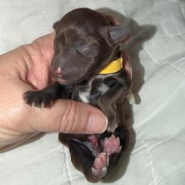 Milo AKC 3,400 - Liver male Miniature Schnauzer puppy in Dayton, Texas from Von Baron Schnauzers