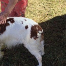 Brittanys from Brittany breeder