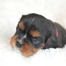 Cavalier King Charles Spaniel Puppies from Diamond Rose Cavalier LLC