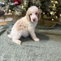 DARK BLUE - Parti male Poodle puppy in Vidor, Texas from East Bunch Poodles