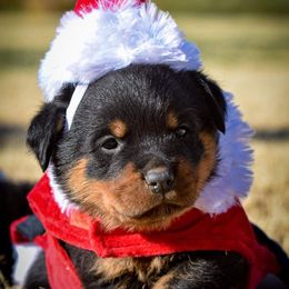 Rottweiler Puppies from Gottlïchen Rottweilers