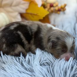 2 - Red merle male Toy Australian Shepherd puppy in Ambrose, Georgia from Brandilyn's Aussies