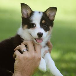 Leah - Black and tan female Pembroke Welsh Corgi puppy in South Otselic, New York from Ridge Top Corgis