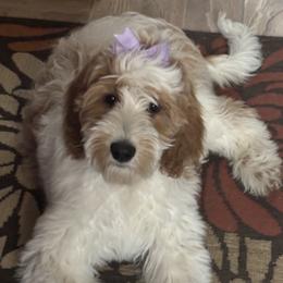 Brinley - Goldendoodle