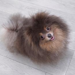 Dior - Lavender female Pomeranian puppy in Menifee, California from Petite Poms Of CA