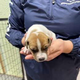 Blaze - Brown and white male Jack Russell Terrier puppy in Fairbury, Illinois from Kilgus Jack Russell Terriers