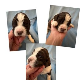 Brown collar liver and white - Liver and white English Springer Spaniel puppy in Jamestown, Kentucky from Waterworks Springers