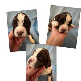 Brown collar liver and white - Liver and white English Springer Spaniel puppy in Jamestown, Kentucky from Waterworks Springers