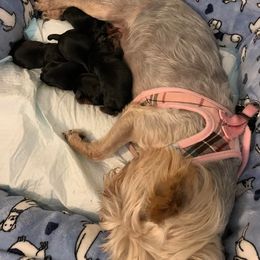 Yorkshire Terriers from Savvy Pups