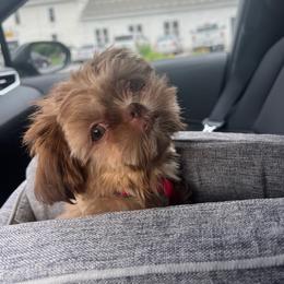 Shih Tzu Puppies from Shih Tzu Companions