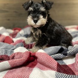 Miniature Schnauzer Puppies from Southern Charm Miniature Schnauzers