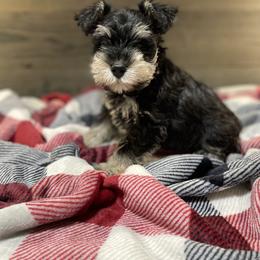 Miniature Schnauzer Puppies from Southern Charm Miniature Schnauzers