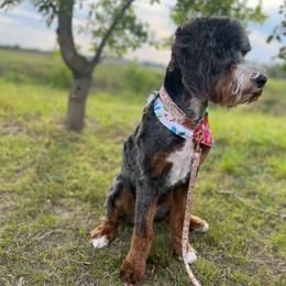 Fairy - Bernedoodle