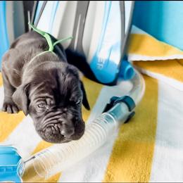 Mira - Black and white female Great Dane puppy in Kalamazoo, Michigan from Beaver Creek Danes
