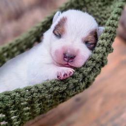 (Green) Red Male - Red speckled male Australian Cattle Dog puppy in Burleson, Texas from Bluebonnet Heelers