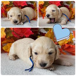 Kevin - Cream male Dachshund puppy in Bartow, Florida from Buck Fifty Ranch doxies