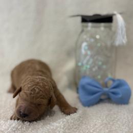 Magna - Apricot male Goldendoodle puppy in Camden, North Carolina from Oopsie Doodles of NC