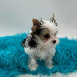 Kazen - Parti male Yorkshire Terrier puppy in Benton, Illinois from Furry Tailz Yorkies