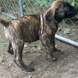 Boerboel Puppies from Josef Okunas