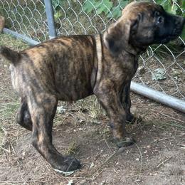 Boerboel Puppies from Josef Okunas