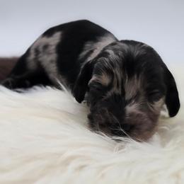 Rival - Dapple male Dachshund puppy in Nine Mile Falls, Washington from River Run Doxies
