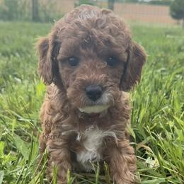Thunder - Red  male Goldendoodle puppy in De Pere, Wisconsin from Kinzor Kennels