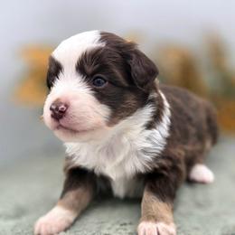 SPRUCE - Red tri male Toy Australian Shepherd puppy in Viking, Minnesota from Son Shine Farm